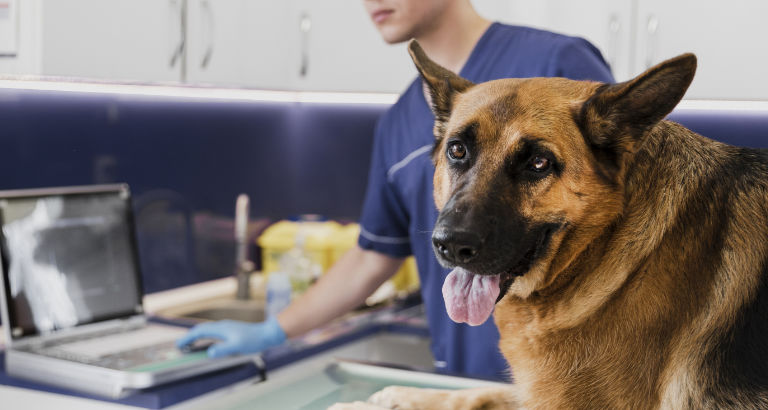 German Sheppard at the vet