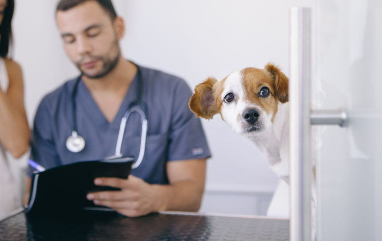 dog at the vet