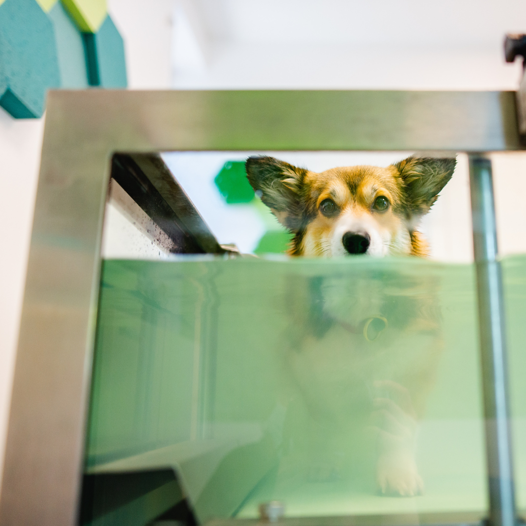 Corgi using an underwater treadmill