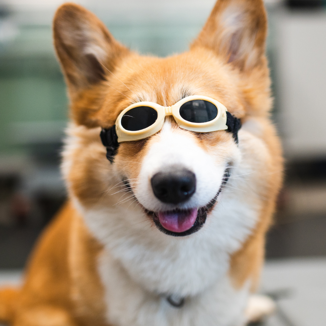 A dog wearing laser therapy goggles