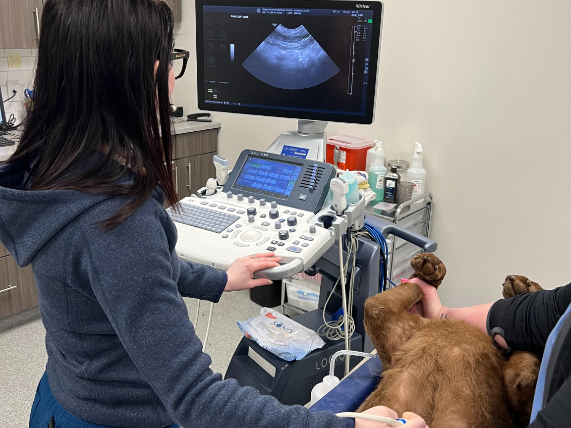 Doctor Palermo an Internal Medicine Veterinary specialist performing imaging on a dog