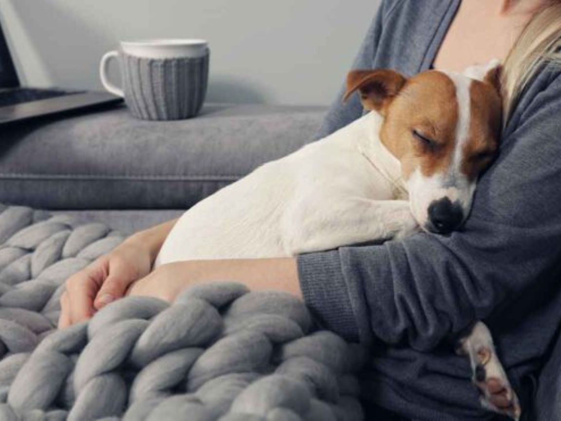 dog resting comfortably with owner during end of life care