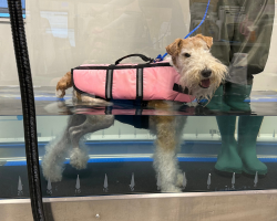 A dog wearing a life jacket in our hydrotreadmill
