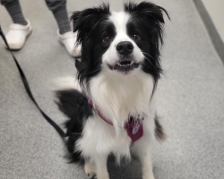Canine Wellness Care