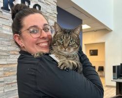 Feline Wellness Care
