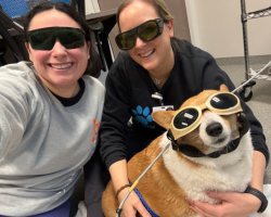 Dr. Tanalski and a vet tech posing with a corgi in laser therapy goggles
