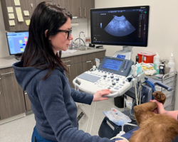 Dr. Palermo at Green Acres Veterinary Center taking an ultrasound of a brown dog