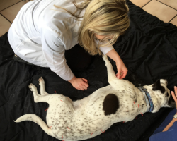 Dr. Mott performing acupuncture on a speckled black and white dog